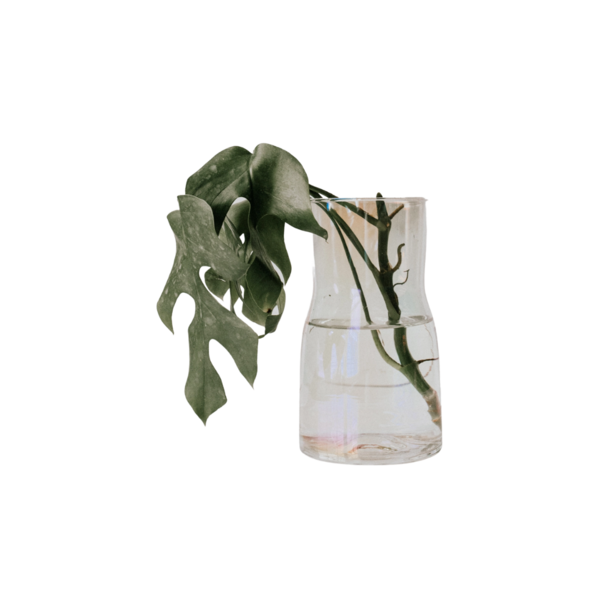 Glass Propagation Vase Image 1