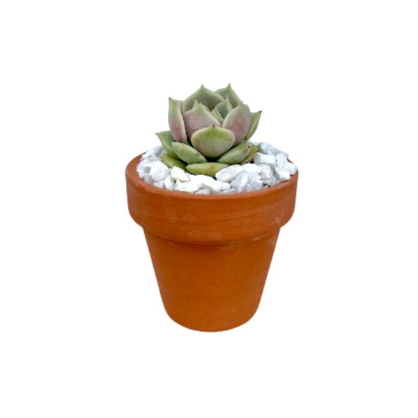 Mini Succulent Image 1