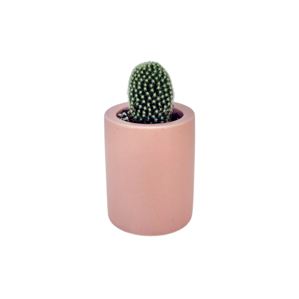 Mini Cactus in Ceramic Image 1