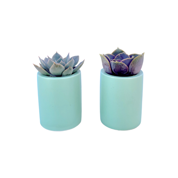 Succulent Duo in Ceramic Image 1