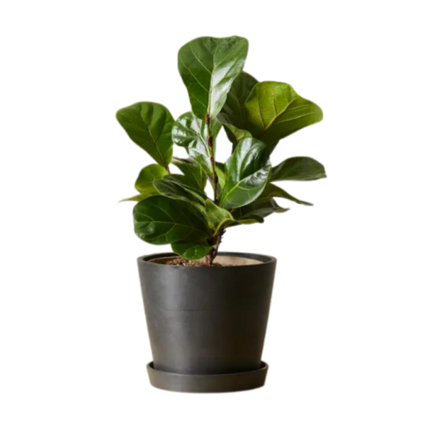 Little Fiddle Leaf Fig Plant Image 1