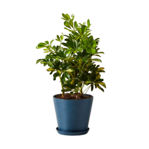 Schefflera Variegated Plant Image 1