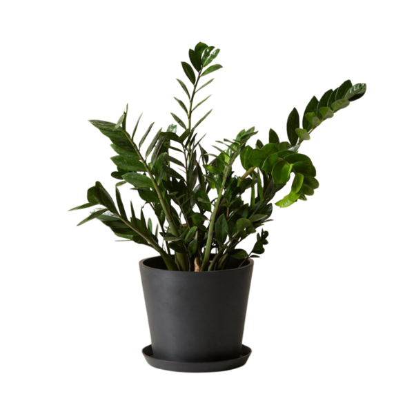 Product and lifestyle images of ZZ Plant