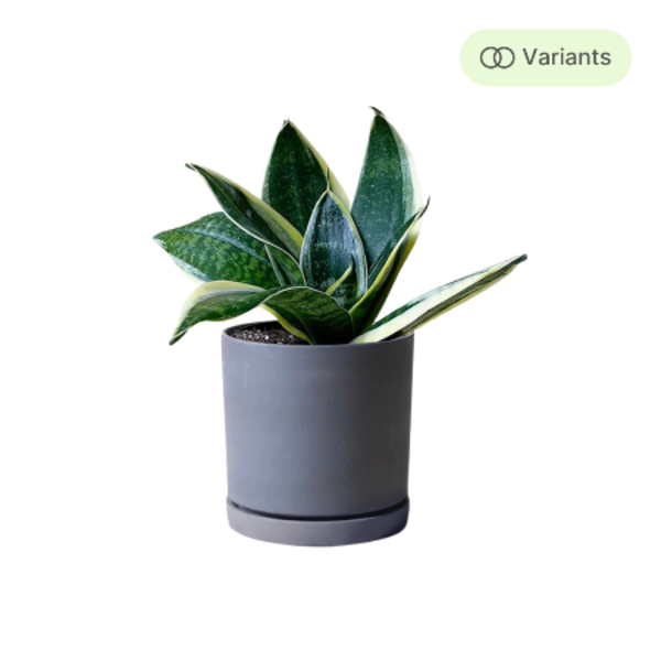 Dojo Succulent Plant Pot