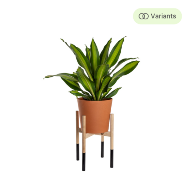 Plant Stand Image 1